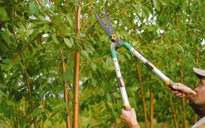Tree trimming in Spring Hill, TN